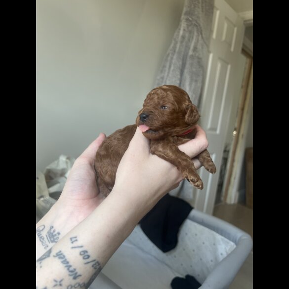 Cavapoo - Both