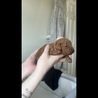 Cavapoo - Both