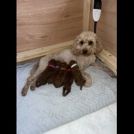 Cavapoo - Both