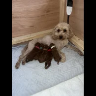 Cavapoo - Both