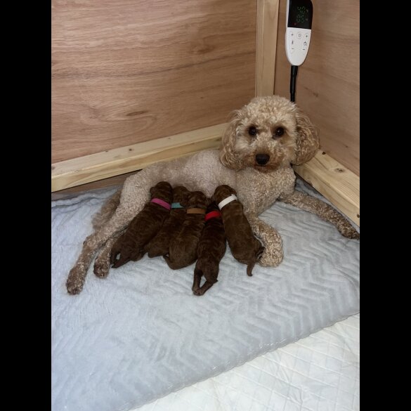 Cavapoo - Both