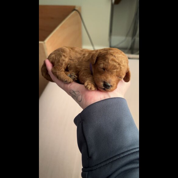 Cavapoo - Both