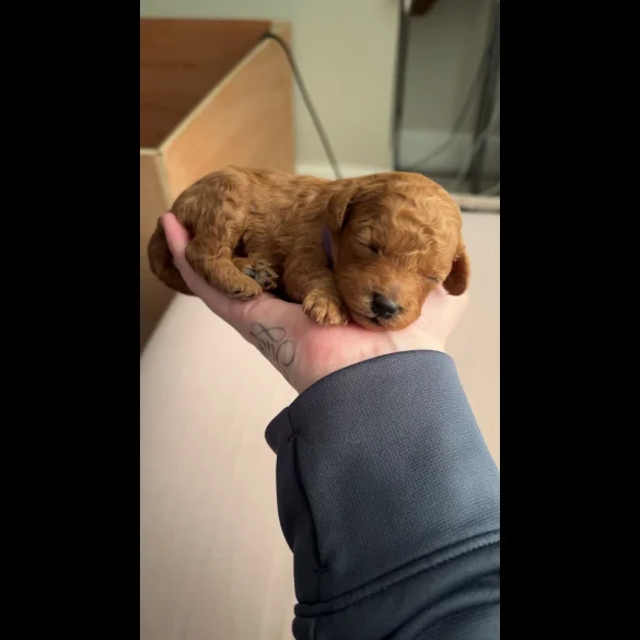 Cavapoo - Both