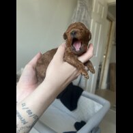 Cavapoo - Both