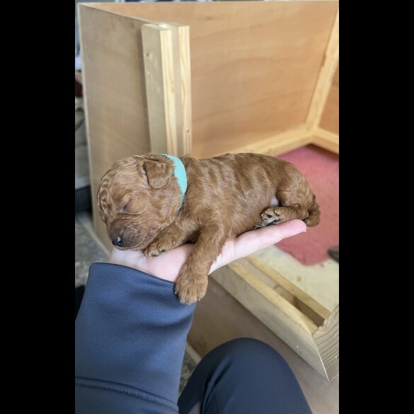 Cavapoo - Both