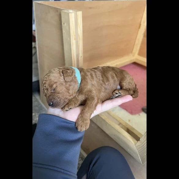 Cavapoo - Both