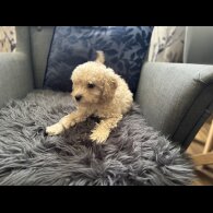 Cavapoo - Dogs