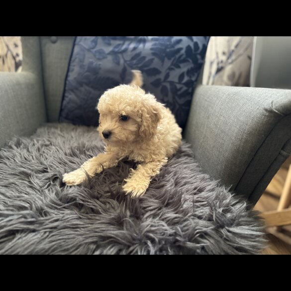 Cavapoo - Dogs