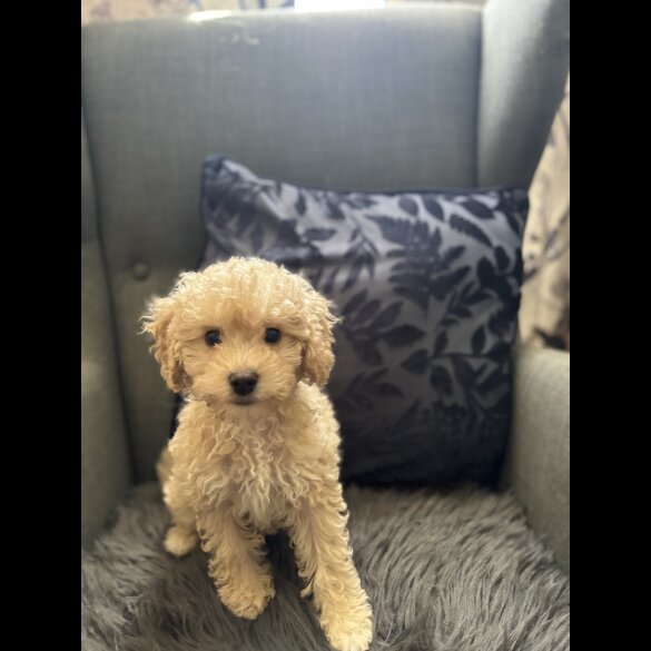 Cavapoo - Dogs