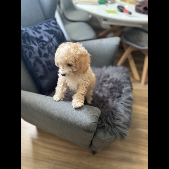 Cavapoo - Dogs
