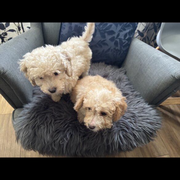 Cavapoo - Dogs