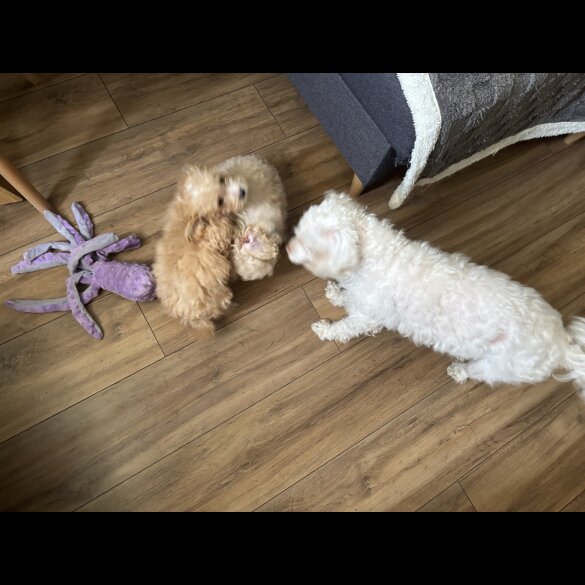 Cavapoo - Dogs