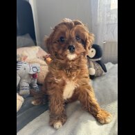 Cavapoo - Both