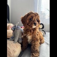 Cavapoo - Both
