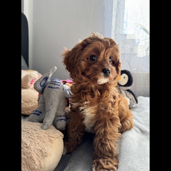 Cavapoo - Both