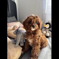 Cavapoo - Both