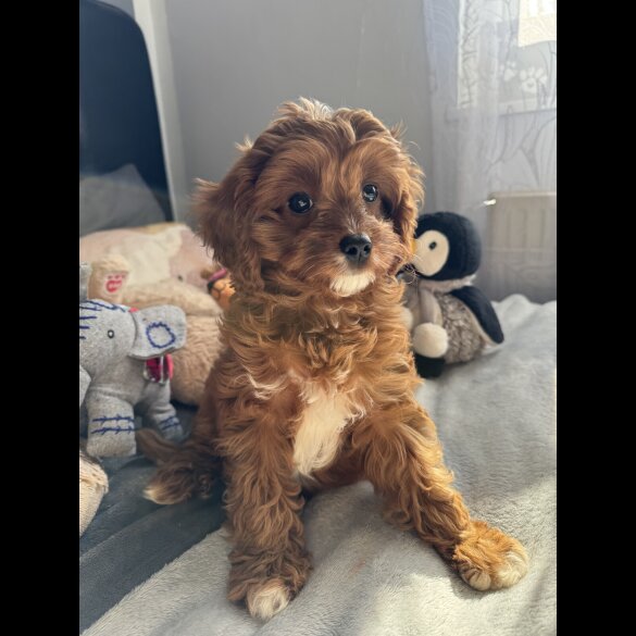 Cavapoo - Both