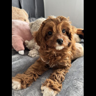 Cavapoo - Both