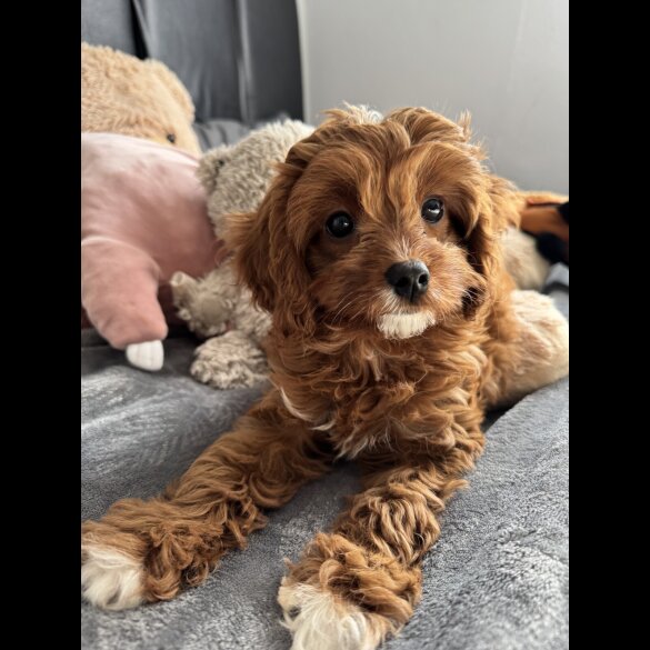 Cavapoo - Both