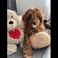 Cavapoo - Both