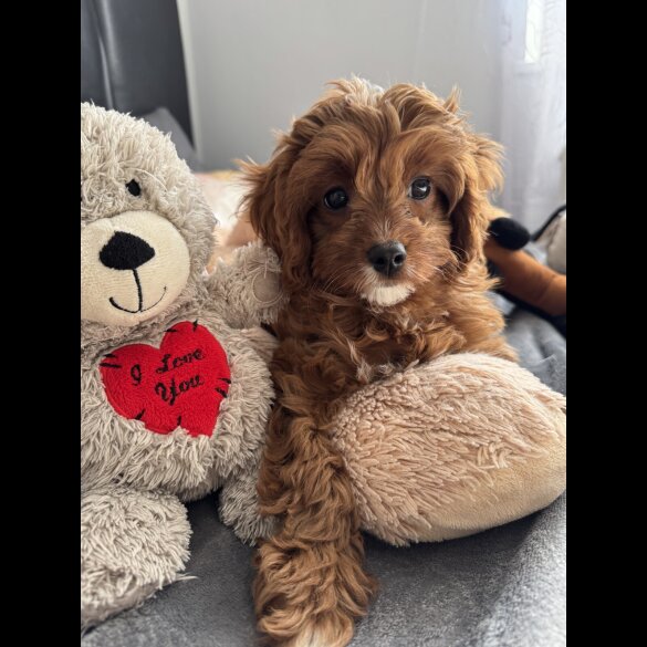 Cavapoo - Both