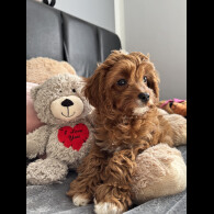 Cavapoo - Both