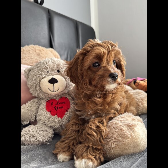 Cavapoo - Both