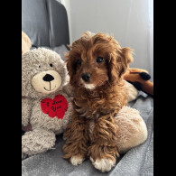 Cavapoo - Both