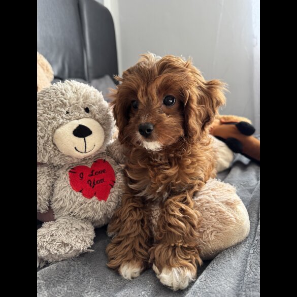 Cavapoo - Both