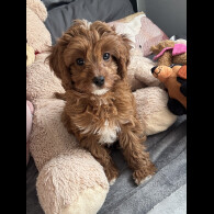 Cavapoo - Both