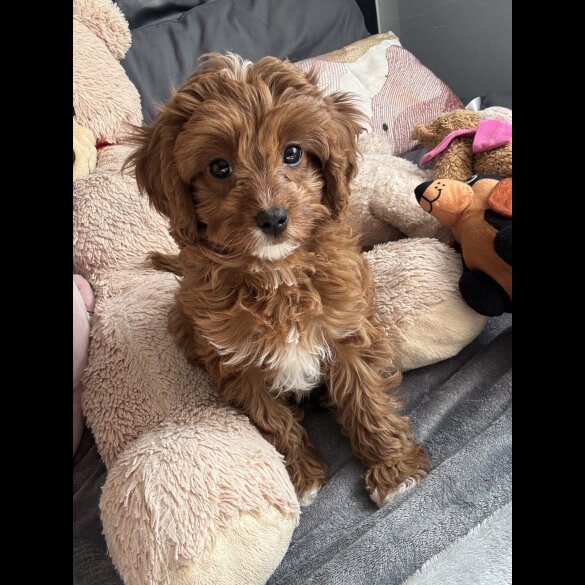 Cavapoo - Both