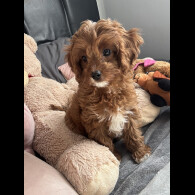 Cavapoo - Both