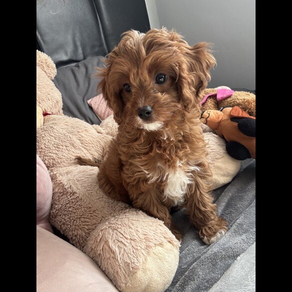 Cavapoo - Both