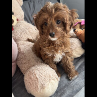 Cavapoo - Both