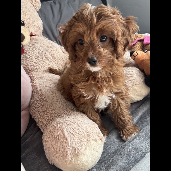 Cavapoo - Both
