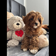 Cavapoo - Both