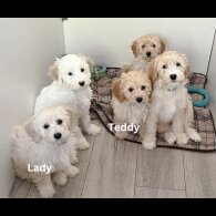 Cavapoo - Both