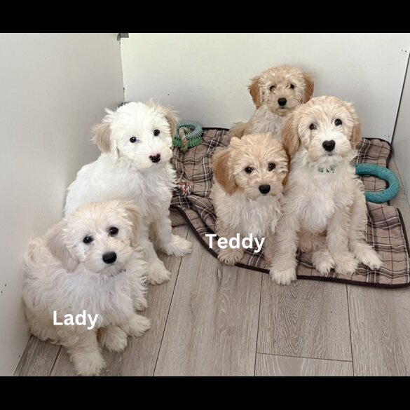 Cavapoo - Both