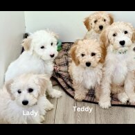 Cavapoo - Both