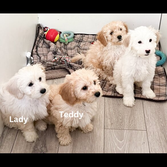 Cavapoo - Both