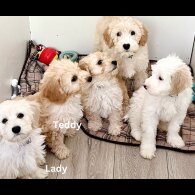 Cavapoo - Both