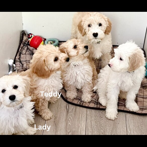Cavapoo - Both