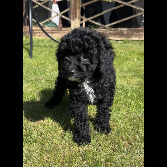 Cavapoo - Bitches