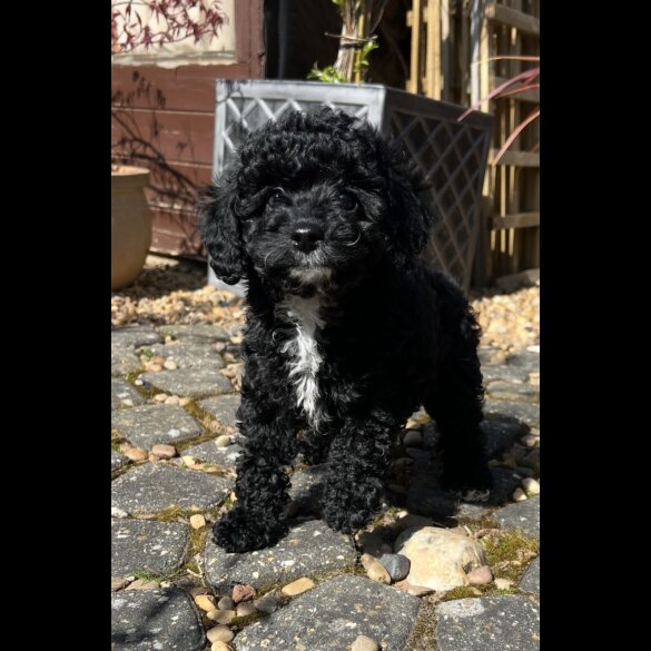 Cavapoo - Bitches