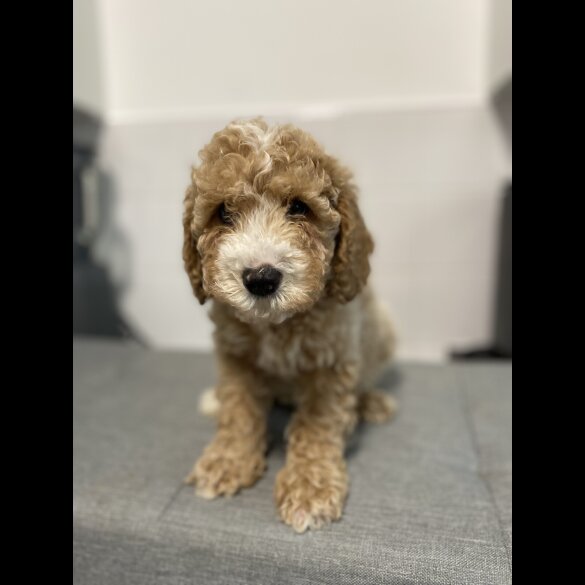 Cavapoo - Dogs