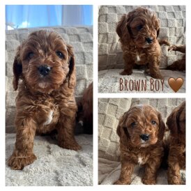 Cavapoo - Both
