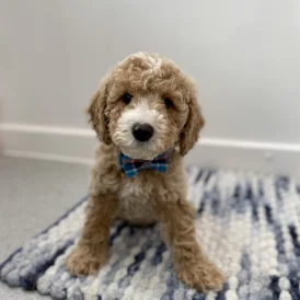 Cavapoo - Dogs