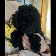 Cavapoo - Bitches