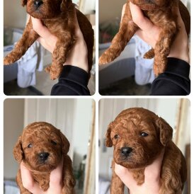 Cavapoo - Both