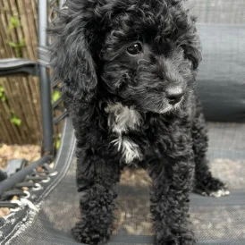 Cavapoo - Bitches